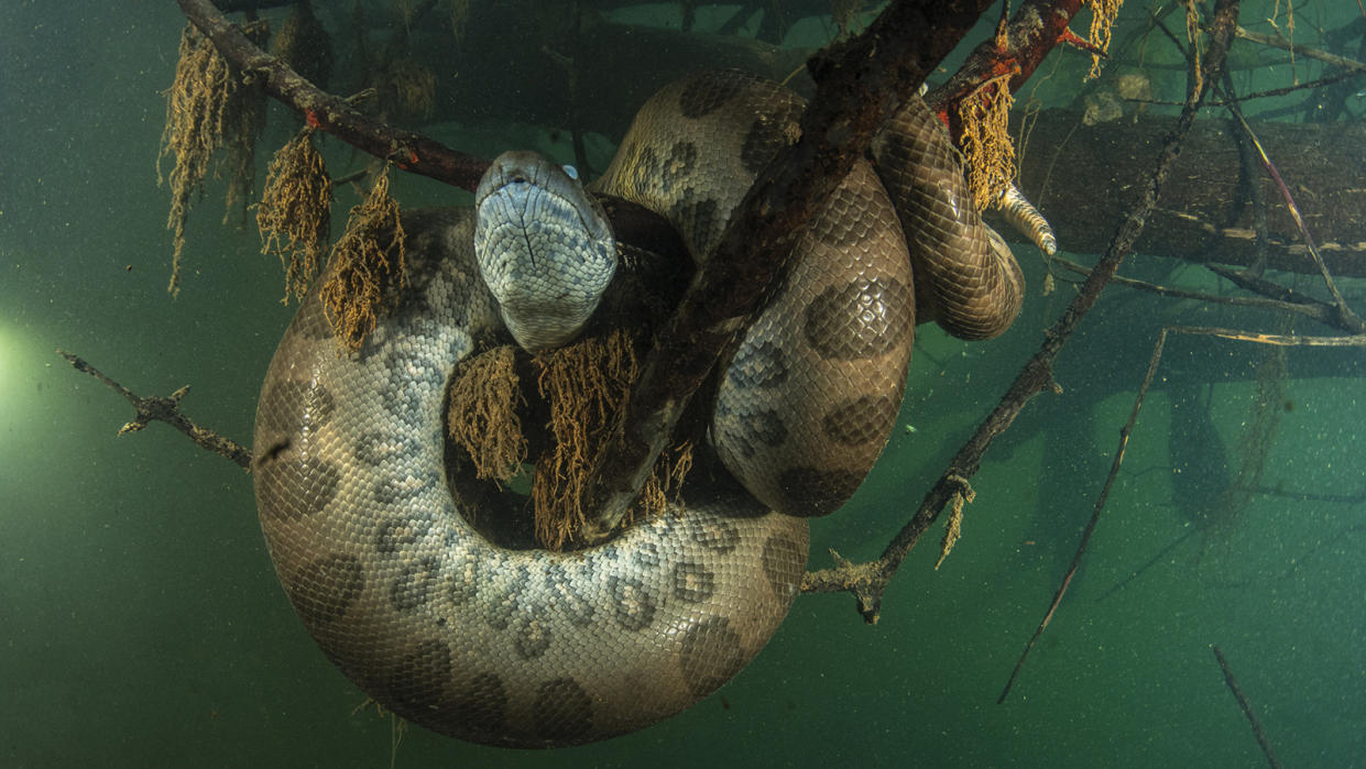 A spotted snake coils around a sunken tree branch in murky water