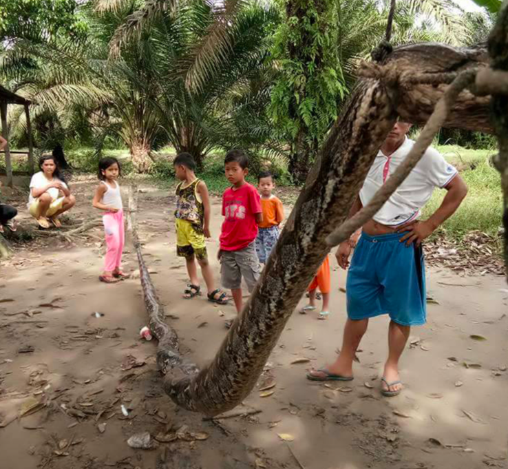 <em>The python has been strung up like a washing line after the deadly fight (AsiaWire)</em>