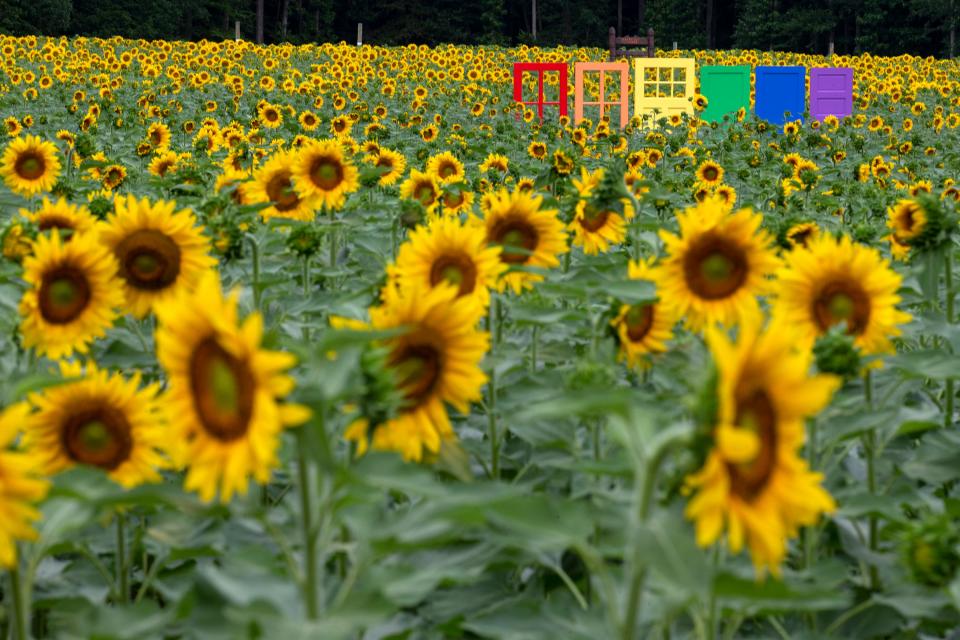 Sunflowers are in full bloom in the sunflower fields at Happy Day Farm in Manalapan, NJ Wednesday, July 8, 2020. 