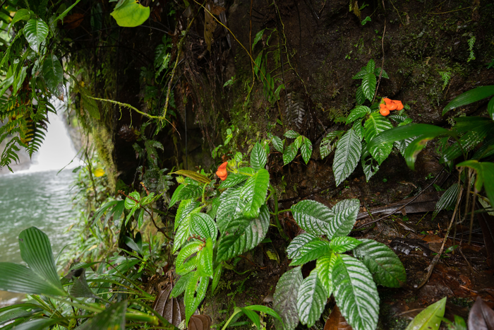 Long believed to have gone extinct, Gasteranthus extinctus was found growing next to a waterfall at Bosque y Cascada Las Rocas, a private reserve in coastal Ecuador containing a large population of the endangered plant.  / Credit: Riley Fortier