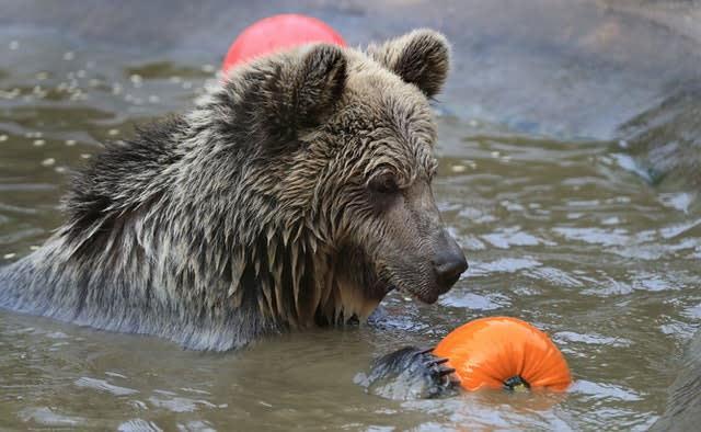 Halloween at Wildwood Trust