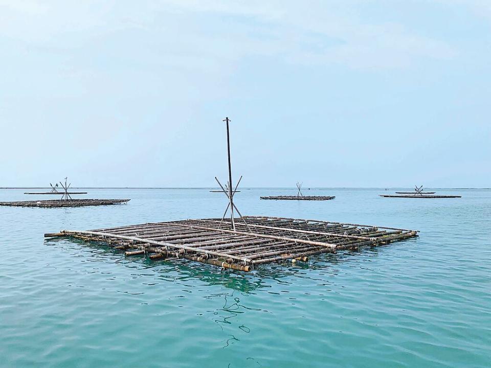 嘉義沿海牡蠣養殖模式多為串養，以浮筏式蚵棚和平掛式蚵棚為主，年生產量8194公噸，產值達15億3000萬元。（呂妍庭攝）