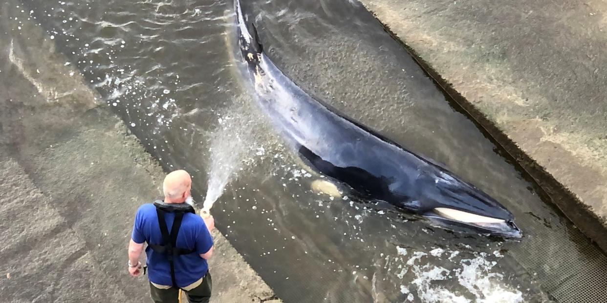 Rescue attempts are made as a small whale stranded in the River Thames is seen in this picture obtained from social media in London, Britain, May 9, 2021.