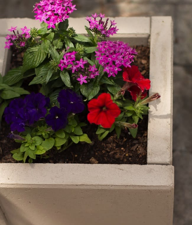 DIY Concrete Planters - finished