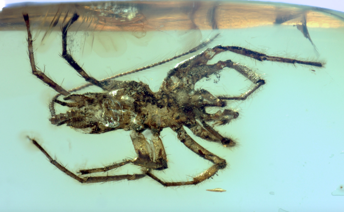 <em>The prehistoric spider featured a scorpion-like tail (SWNS)</em>