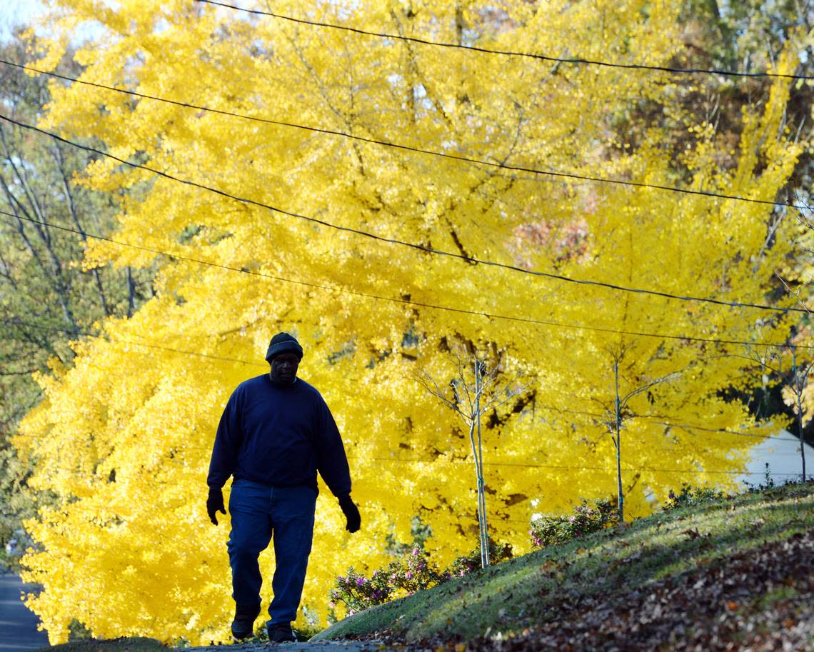 Calvin Jones makes his way up Ingleside Avenue Wednesday bundled up against the wind--but said the thing that took his breath away was the brilliant fall color of a large ginkgo tree he’d just passed. “It’s a beautiful thing to be outside and to be in God’s work,” said Jones.