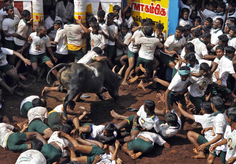 Villagers try to control a bull during a bull-taming festival on the outskirts of Madurai town