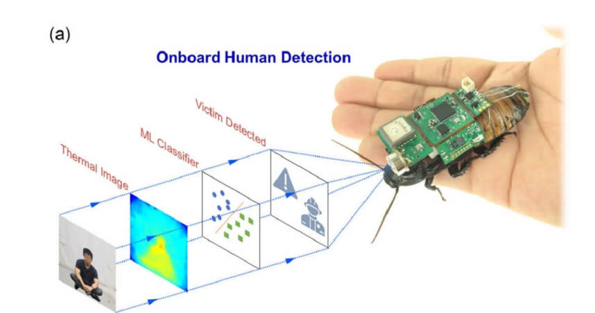 科學家希望未來蟑螂能協助搜救隊成為地震救災尖兵。（圖／翻攝P. T. Tran-Ngoc et al. Adv. Intell. Syst. 5, 2200319 (2023)）