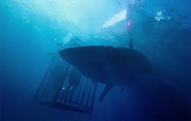 The cage is very quickly spotted by a big ol' shark. Source: Dimension Films