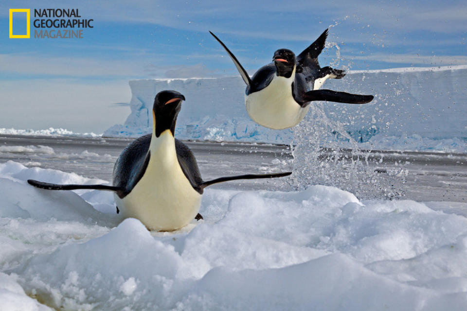 © Paul Nicklen/National Geographic