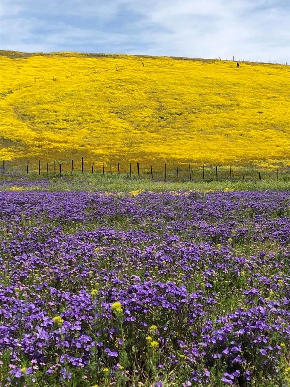 Doug Garland shot this picture of wildflowers at Carrizo Plain National Monument in 2023.