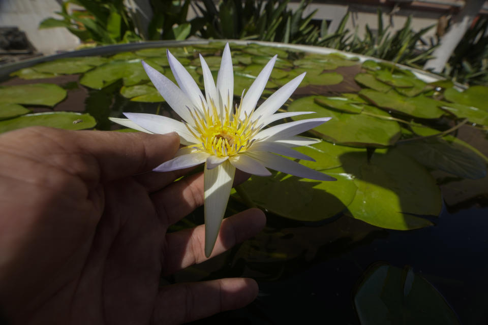 A worker shows a Lotus flower to be returned to the new planned fountain at the garden of the Egyptian museum in Cairo, Egypt, Wednesday, Sept. 27, 2023. Egypt is aiming at reaching 30 million visitors by 2028, as its once-thriving tourism sector has begun to recover from the fallout of the coronavirus pandemic and the grinding war in Europe, Egypt's Tourism and Antiquities Minister Ahmed Issa said during an interview with the Associated Press. (AP Photo/Amr Nabil)
