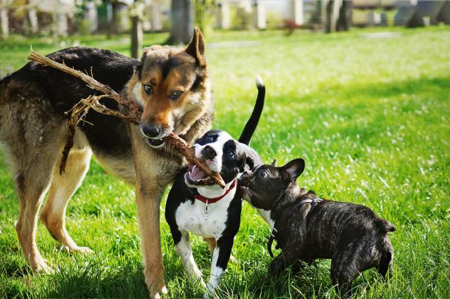 can you train two dogs at once