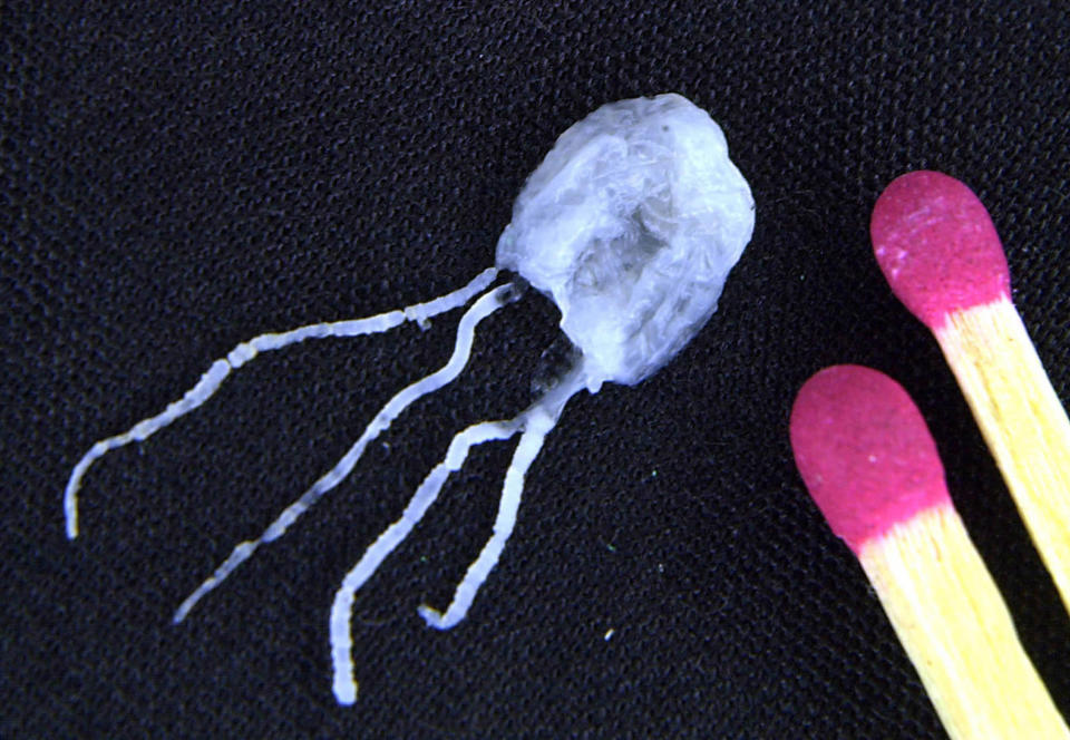 The Irukandji jellyfish is tiny, but potentially deadly. Source: AAP