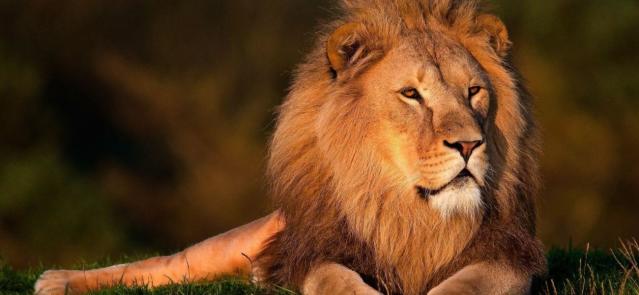 Man Mauled To Death After Climbing Into Lion's Den For A Selfie