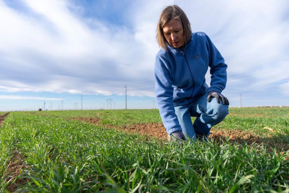 The concepts of field pest scouting will be one of many topics discussed at the Northern Texas Panhandle Field Scouting School on April 30 in Amarillo.