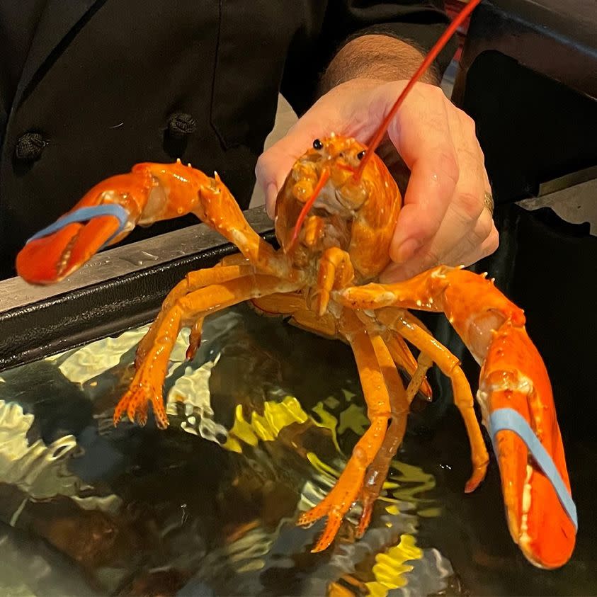 紅龍蝦餐廳將罕見龍蝦取名為「切達」，並送往水族館度過餘生。   圖:翻攝自紅龍蝦Red Lobster 臉書