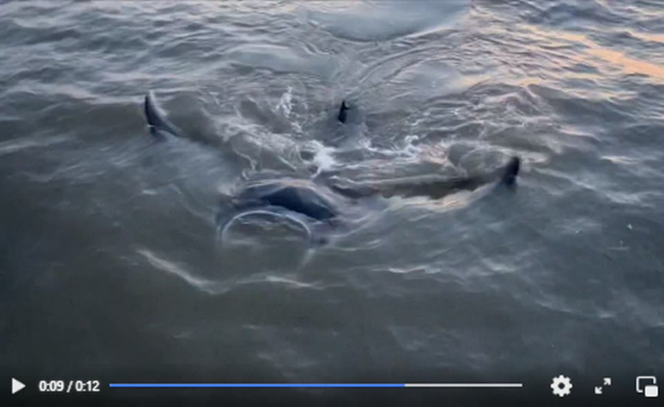 A U.S. Coast Guard boat encountered a large creature in the Gulf of Mexico that resembled a “huge” mouth. It was a manta ray, video shows.