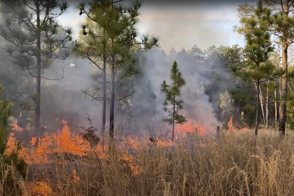 A prescribed burn takes place Feb. 25, 2021, in North Carolina. Groups of private landowners known as prescribed burn associations are cropping up throughout the South to prevent uncontrollable wildfires, and proving key to conservationists' effort to restore a fire-dependent longleaf pine range. (Courtesy of Keith Tribble via AP)