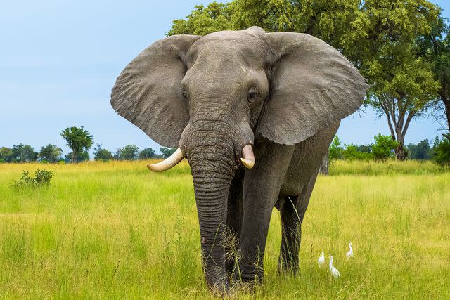 <p>Henrik Karlsson/Getty</p> An African bush elephant walks through grass