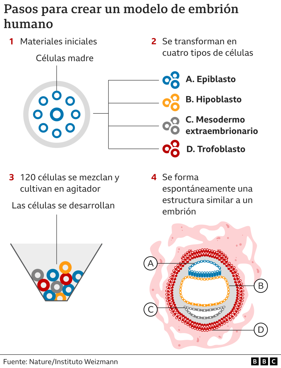 Pasos para crear un modelo de embrión humano