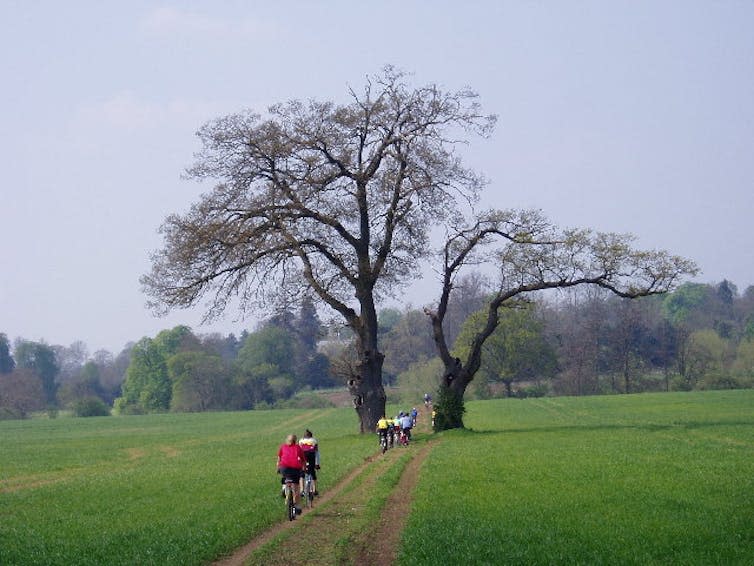 Cyclists  pass between two large trees in a field.