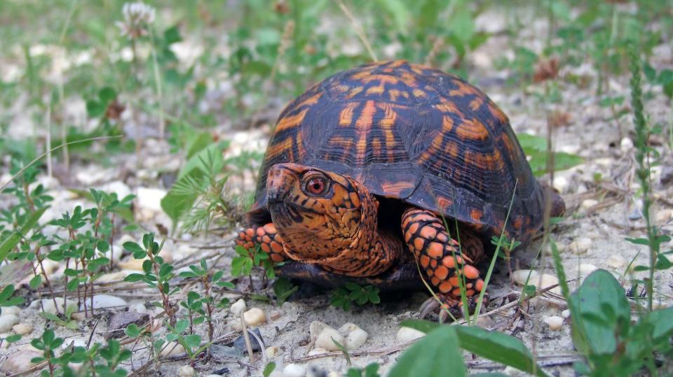 Eastern box turtles are one of the most poached turtles in North Carolina and the United States. Conservation biologist JJ Apodaca is working to combat the illegal practice.