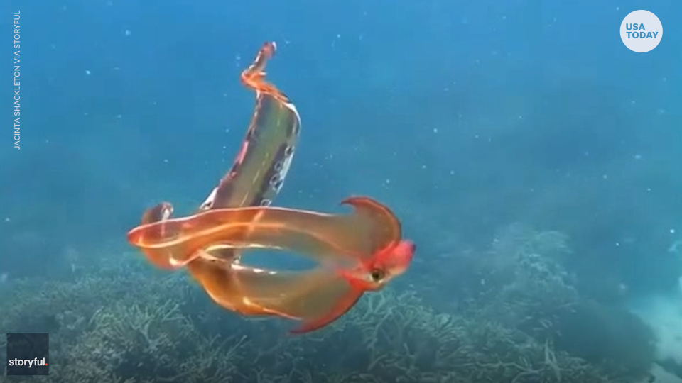 The blanket octopus gets its name from its cape-like webs enclosing its tentacles.