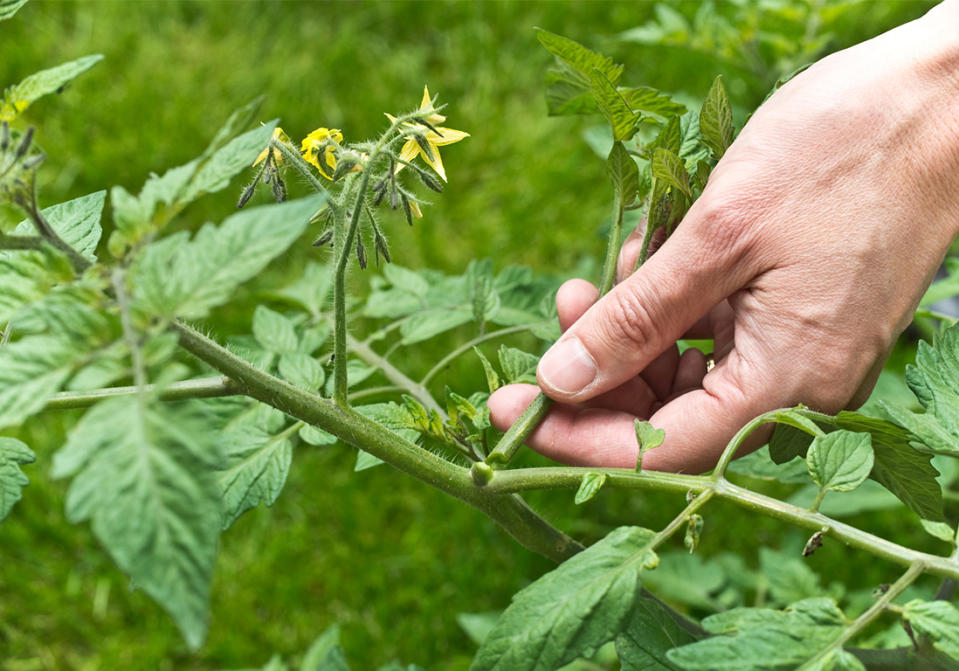 <p> <b>De la plantation jusqu’au mois d’août, retirez régulièrement les gourmands</b>, ces petits départs qui poussent à l’aisselle des feuilles de la tige principale. Ils ont tendance à se nourrir de la sève inutilement donc supprimez-les pour que la sève se dirige vers les tiges productrices. Il suffit de pincer ces départs entre le pouce et l’index.<br> Si vous avez peu d’espace, il est possible de couper les tiges à l’endroit souhaité en faisant attention de laisser suffisamment de bouquets pour récolter bon nombre de tomates.<br><b>Début septembre, commencez à retirer quelques feuilles</b> afin de laisser passer les rayons du soleil moins chauds jusqu’aux fruits. Il s’agit de l’effeuillage.</p><br>