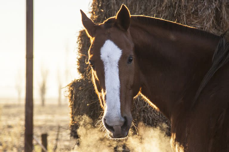 El caballo criollo, siempre fiel