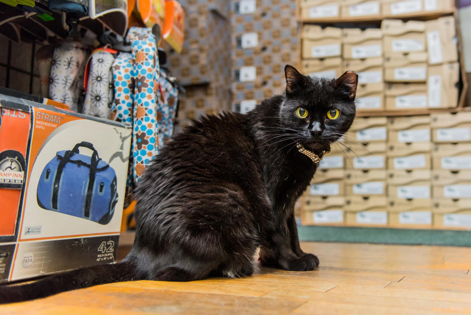 A "customer therapist" at Tent and Trails in Manhattan's Financial District, she sports a sparkly "diamond" collar.