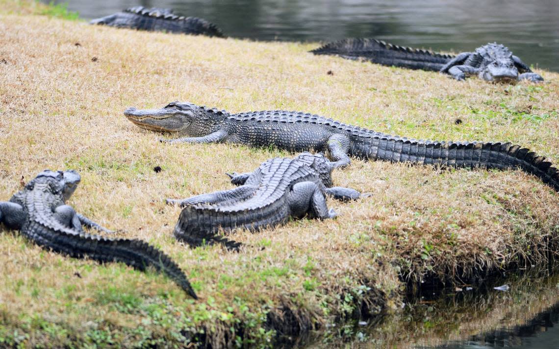 Alligators sun themselves at Donnelley Wildlife Management Area in Green Pond.