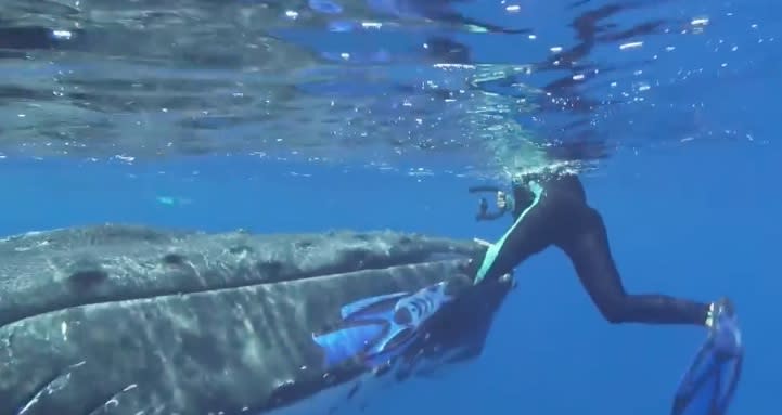 A whale saved a diver from a shark, and the whole thing was caught on video