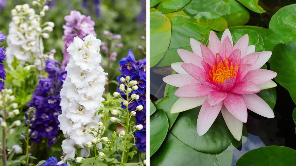 larkspur and water lily--july birth month flowers