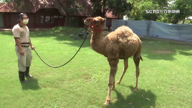 台南動物園「動物防逃演練」，請出駱駝本尊一同參與。