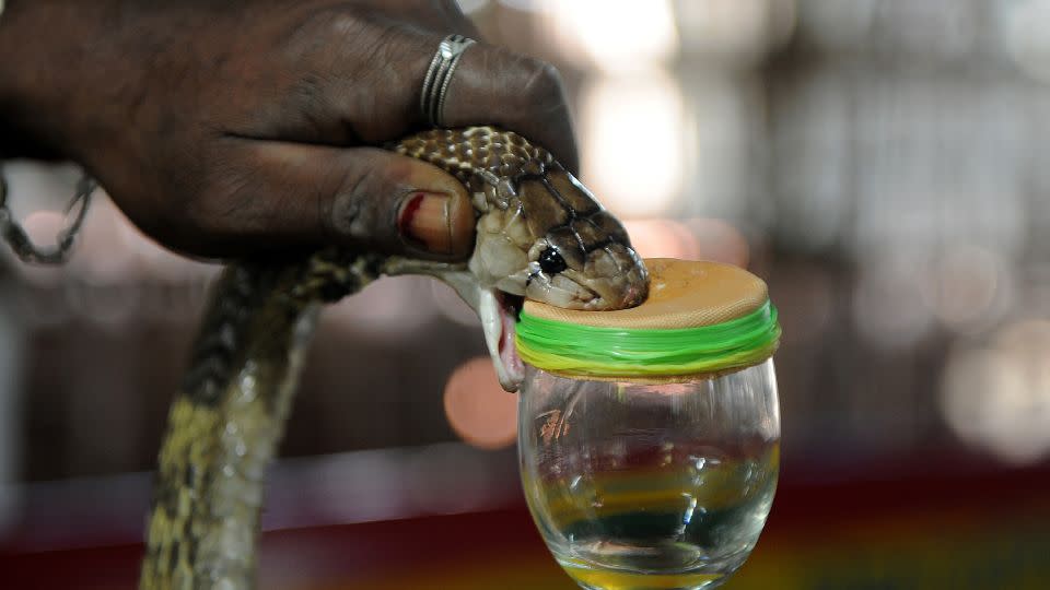 An Indian snake-catcher extracts venom from a cobra at the Irula Snake Catchers Cooperative on the outskirts of Chennai, India. - Arun Sankar/AFP via Getty Images
