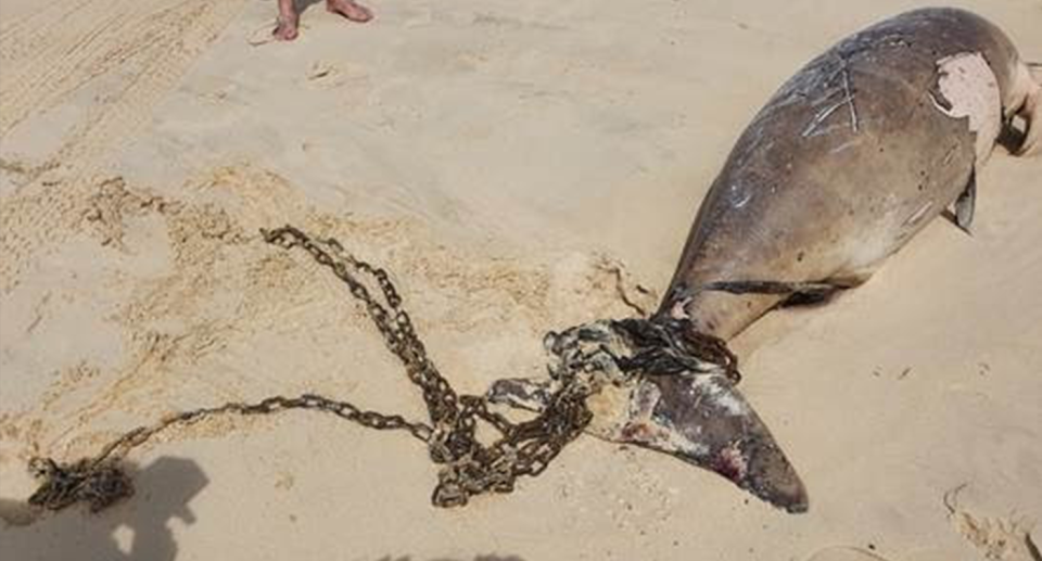 An attempt was made to sink the dugong after it was found off Rainbow Beach. Source: Supplied