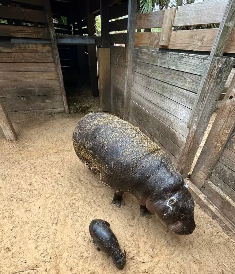 ZooTampa at Lowry Park is celebrating the birth of rare and endangered pygmy hippopotamus.