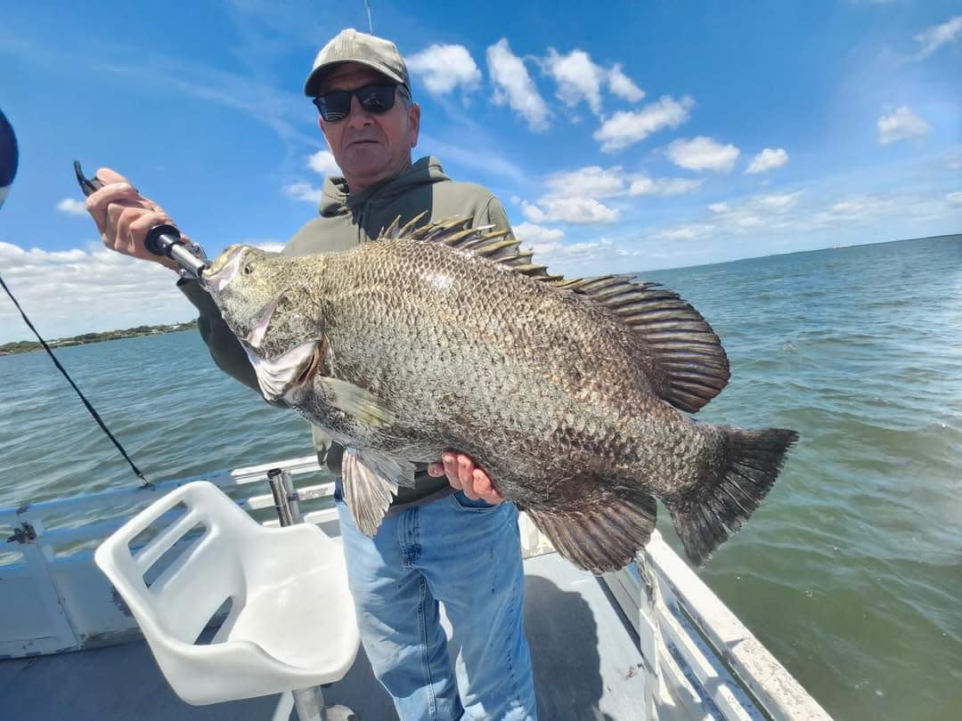 Tripletail like this one caught April 7, 2024 aboard Catch 22 charters in Jensen Beach with Capt. Bob Bushholz.