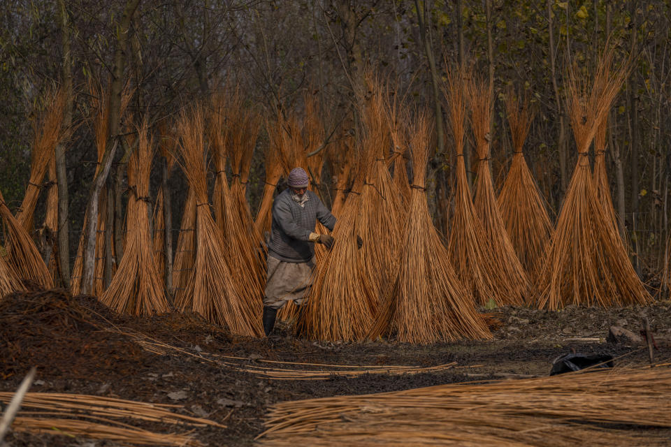 A Kashmiri villager inspects wicker sticks left for drying after peeling the cover on the outskirts of Srinagar, Indian controlled Kashmir, Thursday, Nov. 16, 2023. Wicker is used for making traditional fire-pots called Kangri in Kashmir. Kashmiris use these traditional fire-pots to keep themselves warm during the severe winter months. (AP Photo/Dar Yasin)