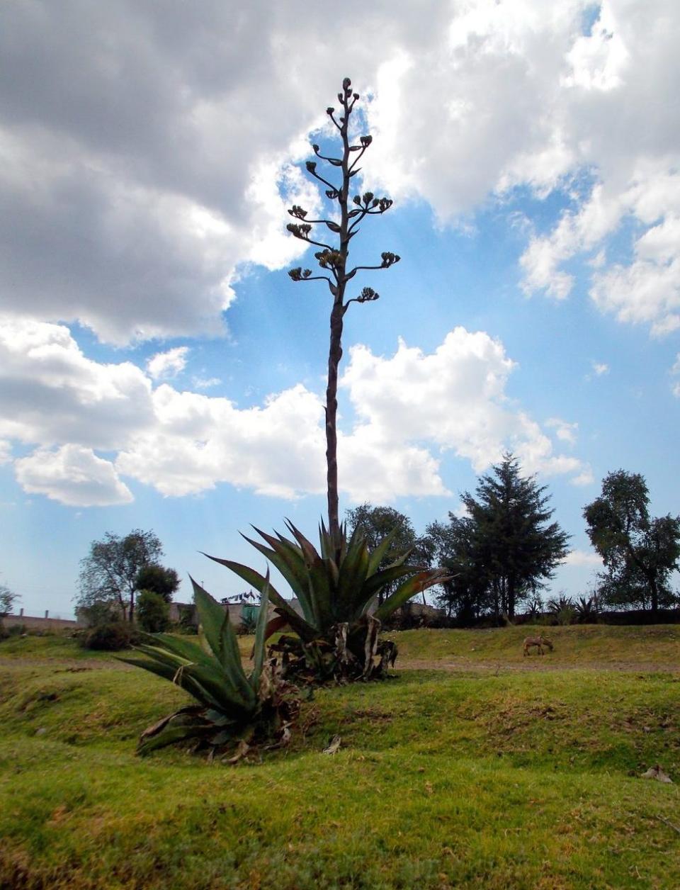 Flor de maguey: la joya vegetal del centro de México