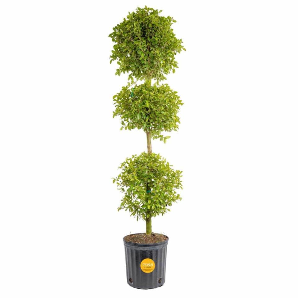 <p><a href="https://go.redirectingat.com?id=74968X1596630&url=https%3A%2F%2Fwww.homedepot.com%2Fp%2FCosta-Farms-Eugenia-3-Ball-Topiary-Indoor-Outdoor-Plant-in-10-in-Grower-Pot-Avg-Shipping-Height-4-5-ft-Tall-CO-EUC12-3-GP%2F320324656&sref=https%3A%2F%2Fwww.veranda.com%2Foutdoor-garden%2Fg60760217%2Ffront-door-plants%2F" rel="nofollow noopener" target="_blank" data-ylk="slk:Shop Now;elm:context_link;itc:0;sec:content-canvas" class="link ">Shop Now</a></p><p>3-Ball Topiary </p><p>homedepot.com</p><p>$82.90</p><span class="copyright">Home Depot</span>