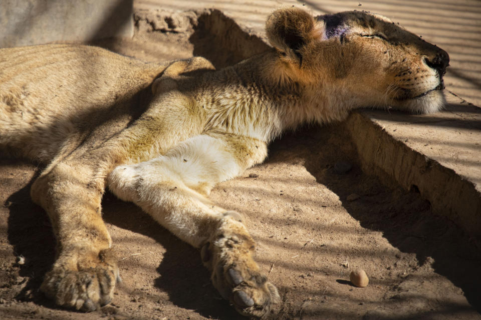 En esta fotografía del martes 21 de enero un león desnutrido descansa en un zoológico en Jartum, Sudán. (AP Foto)