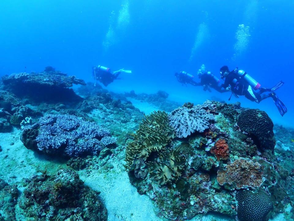 「水到魚行浮潛館」提供帶客浮潛、1對1潛水等體驗。