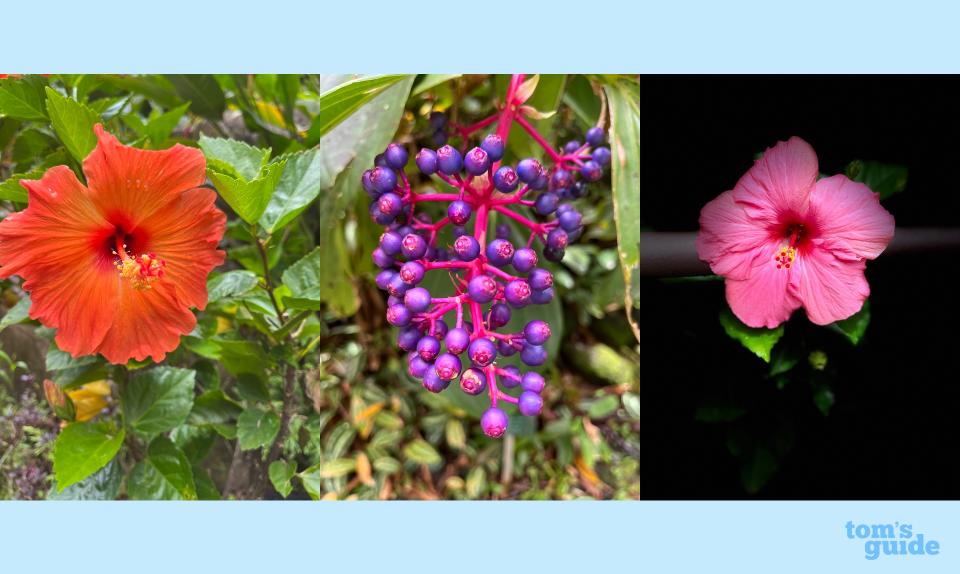 Photos of an orange hibiscus, rose grape, and pink hibiscus shot with an iPhone 13