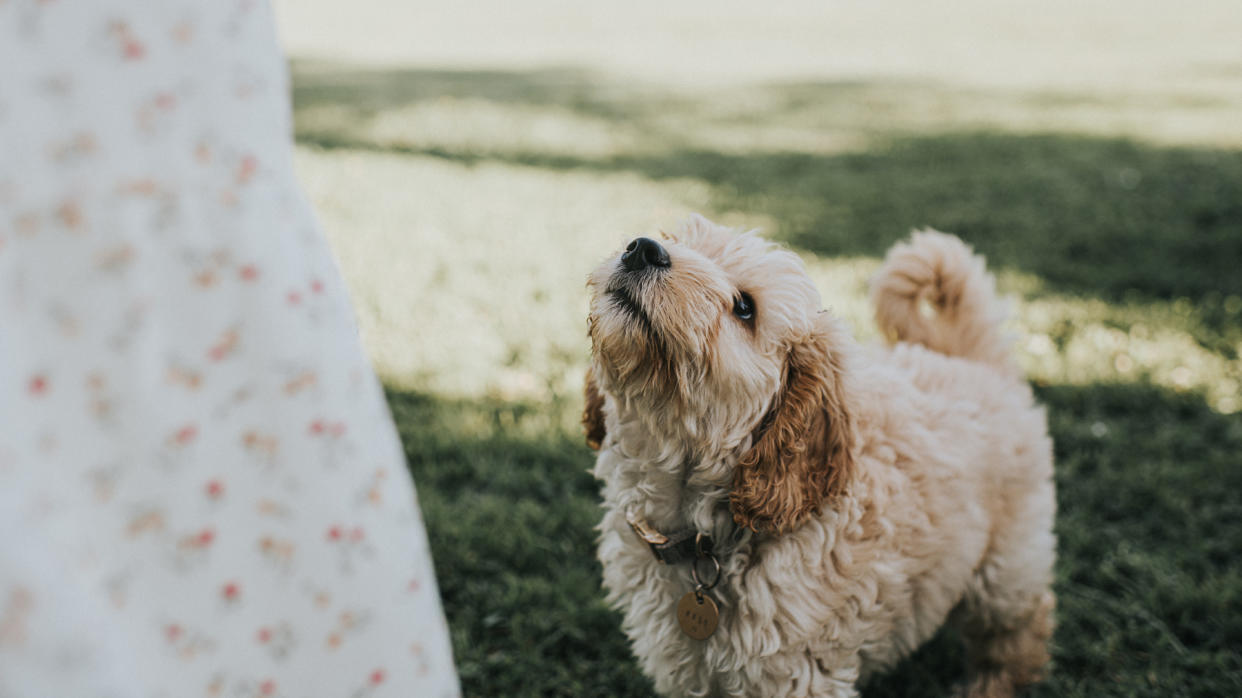  Dog looking up at it's owner 