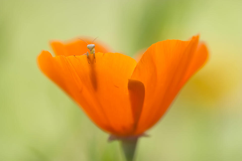 Una larva mantis minúscula en una flor de amapola americana. (Foto y texto por Fabien Bravin/Concurso Fotográfico de National Geographic) <br> <br> <a href="http://ngm.nationalgeographic.com/ngm/photo-contest/2012/entries/recent-entries/" rel="nofollow noopener" target="_blank" data-ylk="slk:Haz click aquí para ver más fotos enviadas al concurso de National Geographic;elm:context_link;itc:0;sec:content-canvas" class="link ">Haz click aquí para ver más fotos enviadas al concurso de National Geographic</a>