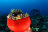 Underwater pumpkin, Hideaway Island - Journey to the marine sanctuary on Hideaway Island, Efate, for a one-of-a-kind experience. The island houses the world’s only underwater post office manned by trained post office personnel. Divers and snorkellers can actually post special water-proof postcards here.