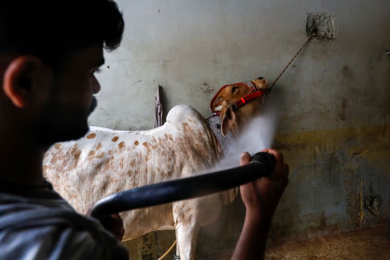 A worker uses a pressure hose on a bull during a spray wash, at an automobile service station, in Karachi