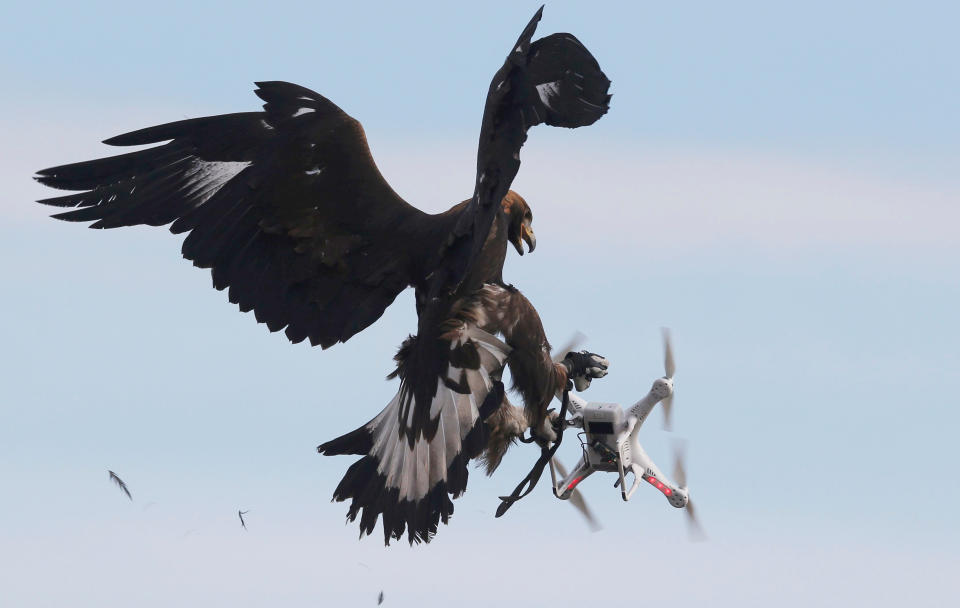 <p>A golden eagle grabs a flying drone during a military training exercise at Mont-de-Marsan Air Base in southwestern France, Feb. 10, 2017. (Photo: Regis Duvignau/Reuters) </p>